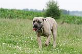 CANE CORSO 1127